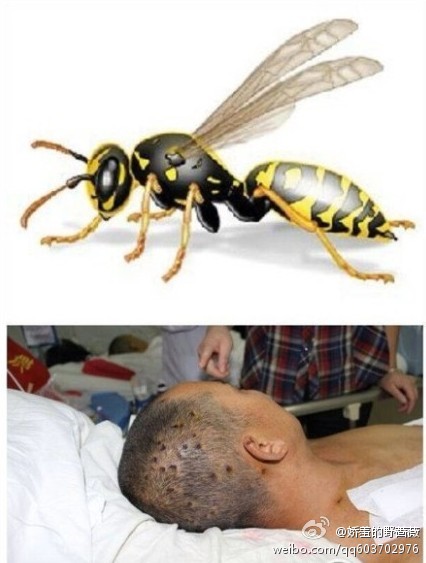 陜西胡蜂蜇死人 陜西安康胡蜂肆虐已蜇死41人