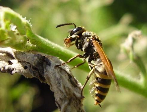陜西胡蜂蜇人致42人死亡