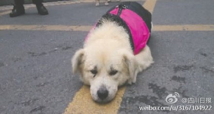 忠犬旺財被主人遺棄 每天在小區門口癡等主人