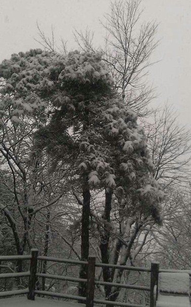 浙江下雪了，2013年冬季浙江湖州安吉第一場雪