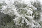 貴州凍雨 2013年12月27日至30日貴州較大范圍凍雨