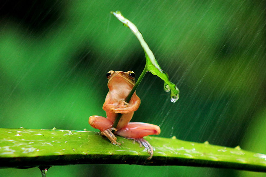 一只打著雨傘的樹蛙