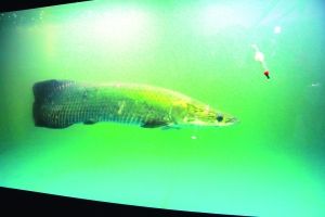 寵物魚長到1米