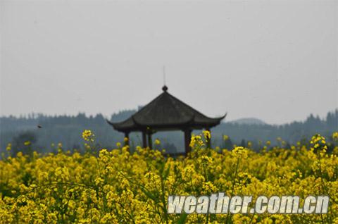 重重慶潼南油菜花