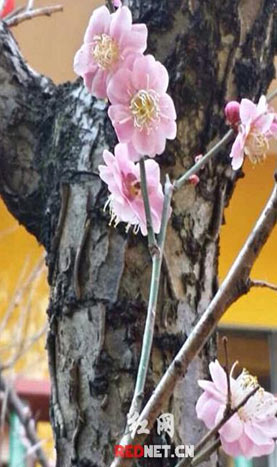 今年天氣反常，正月初二長沙桃花盛開