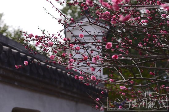 永嘉梅園的臘梅正月盛開(kāi)正旺