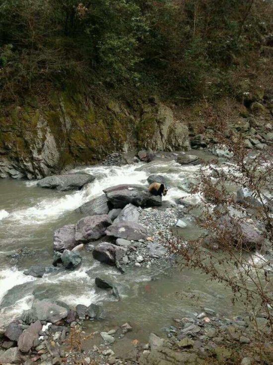 黑水河自然保護區(qū)發(fā)現(xiàn)野生大熊貓