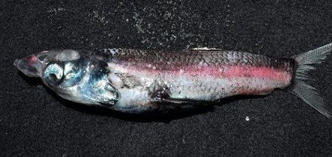 四眼怪魚