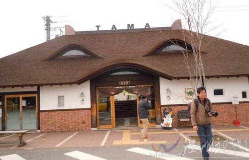 日本一火車站站長是一只貓 貓站長馬上就要15歲了