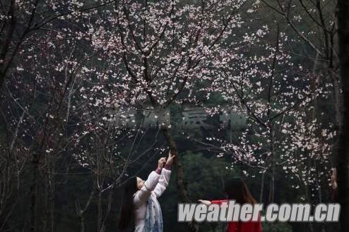 長沙連續(xù)陰雨天氣，桃花花期櫻花花期推遲