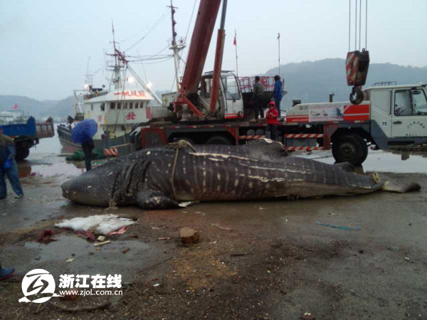溫州漁民捕獲萬斤大魚