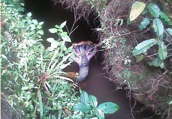 印度神廟驚現五頭蛇