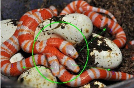 印度神廟驚現五頭蛇