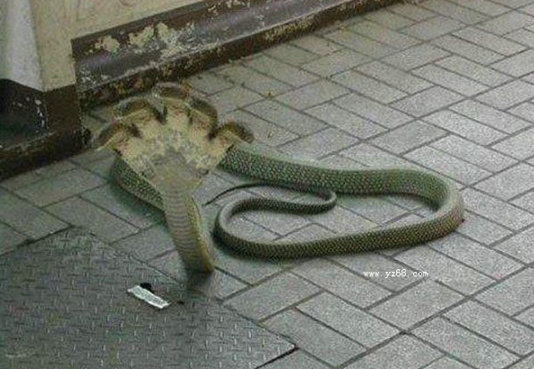 五頭蛇是真的嗎