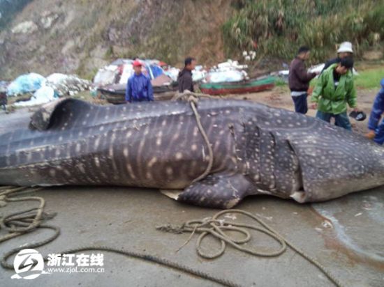 漁民捕獲萬斤大魚