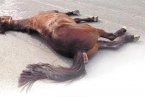 溫州價值18萬駿馬被撞死 肇事工程車逃逸