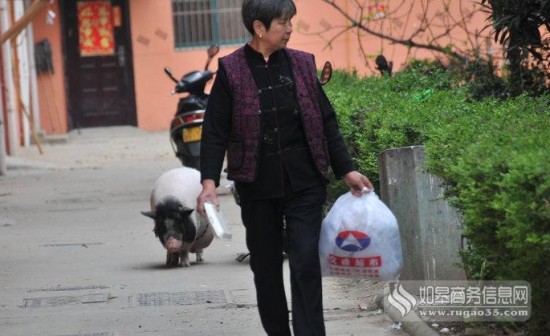 老太養180斤寵物豬