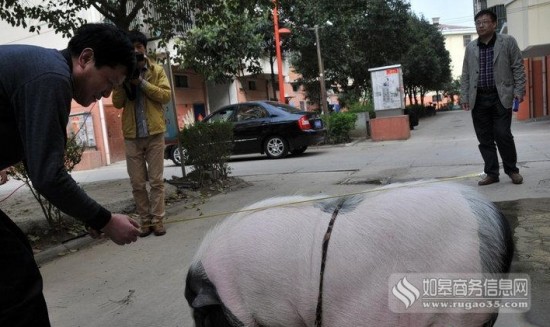 老太養180斤寵物豬
