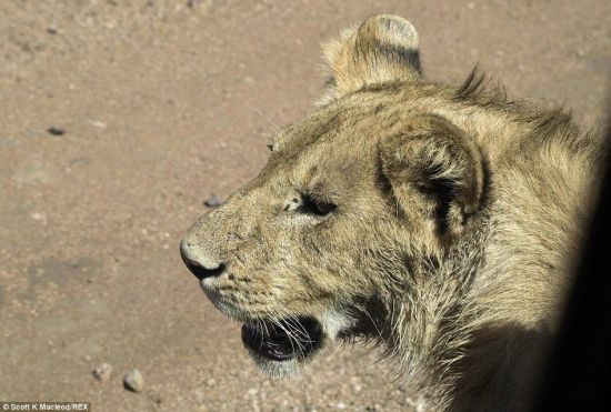 動(dòng)物世界獅子和水牛 11頭獅子圍攻1頭水牛
