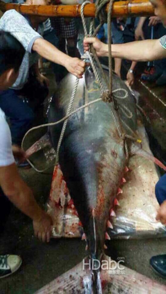 藍鰭金槍魚價格昂貴已瀕臨滅絕，2014年5月11日廣東漁民捕獲680斤藍鰭金槍魚