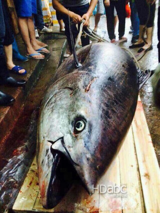 藍鰭金槍魚價格昂貴已瀕臨滅絕，2014年5月11日廣東漁民捕獲680斤藍鰭金槍魚