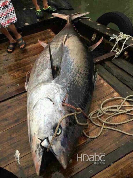 藍鰭金槍魚價格昂貴已瀕臨滅絕，2014年5月11日廣東漁民捕獲680斤藍鰭金槍魚
