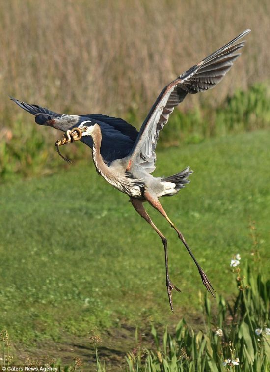 蒼鷺捕蛇