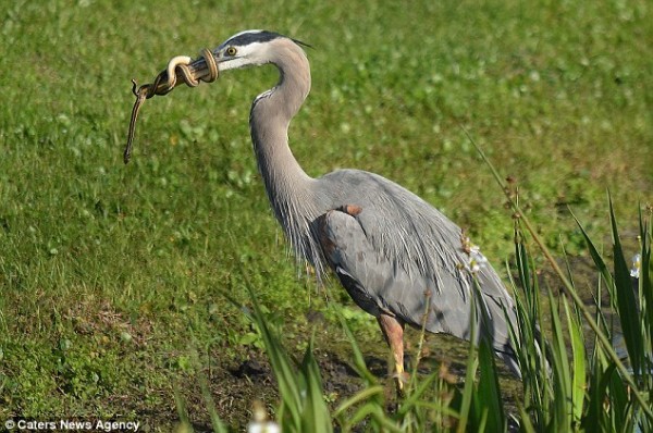 蒼鷺捕蛇