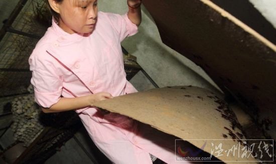 女子養10萬只蟑螂可供生吃