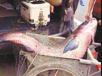 重慶現300斤大魚