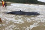 廣東沙灘驚現(xiàn)一條虎頭鯨 疑似臺(tái)風(fēng)將鯨魚吹到沙灘