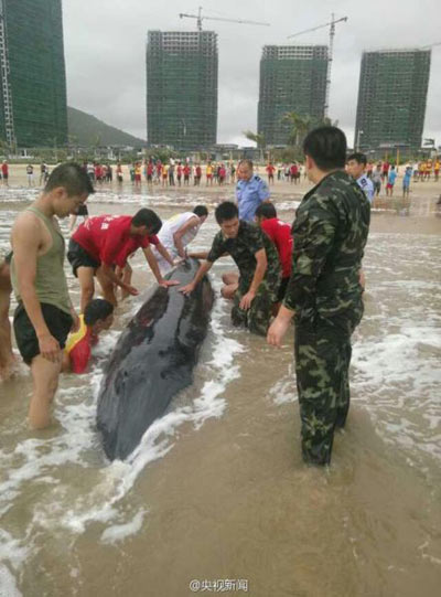 虎頭鯨被臺風(fēng)吹上廣東沙灘
