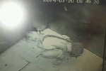 女子電梯內(nèi)小便被保安曝光
