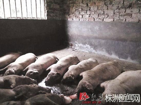 百頭豬被雷擊死