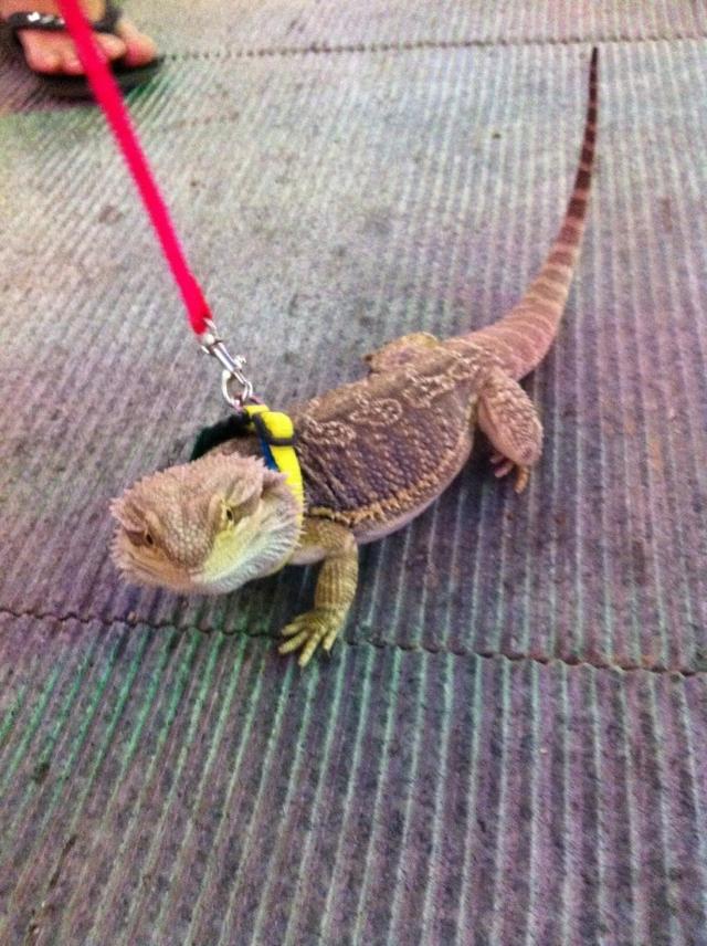 鄭州女子街頭遛蜥蜴