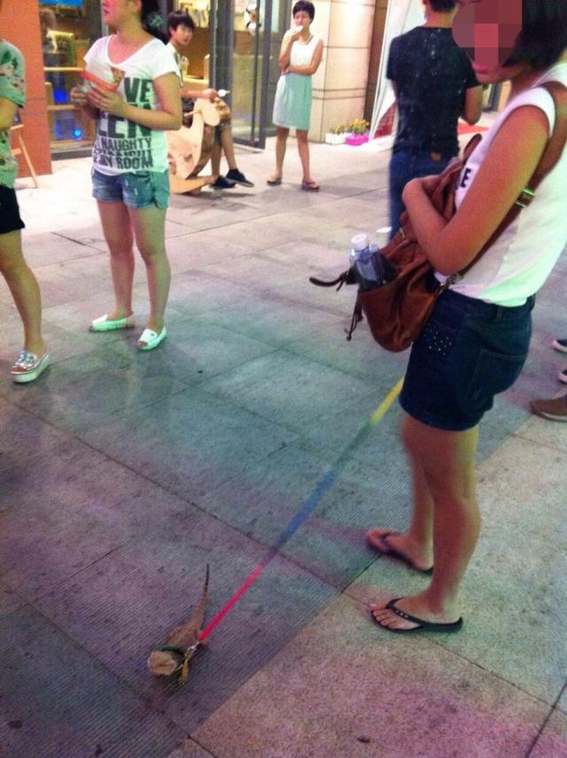 鄭州女子街頭遛蜥蜴