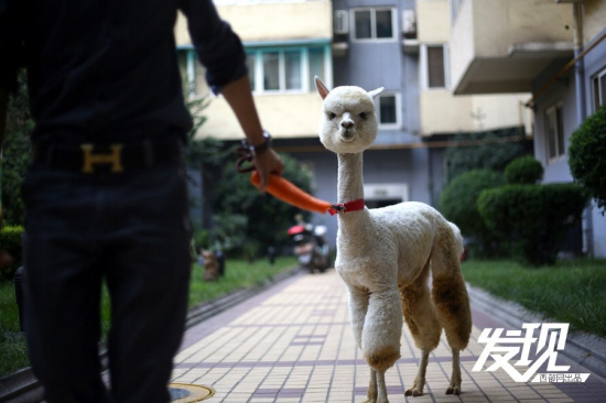 男子十萬購羊駝