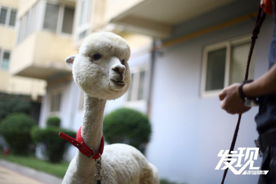 男子十萬購羊駝