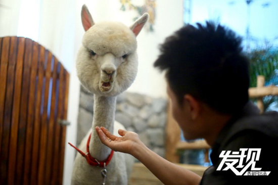 男子十萬購羊駝