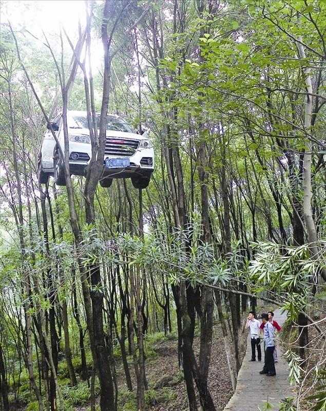 溫州一越野車掛樹上