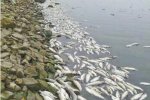 白沙水庫出現(xiàn)數(shù)十萬斤死魚 水位下降魚缺氧窒息
