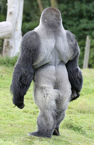 大猩猩安巴姆喜歡直立行走