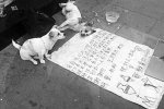 乞討狗奇葩的乞討方式 柳巷街頭狗在乞討壯漢收錢