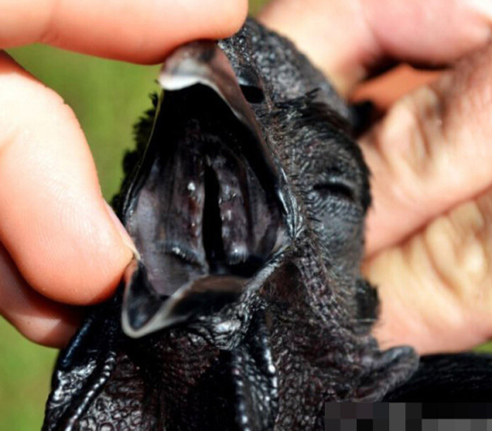 售價1.5萬的純黑蘭博雞尼