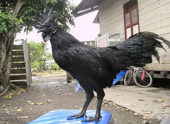 售價1.5萬的純黑蘭博雞尼