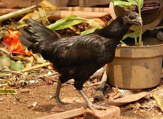 售價1.5萬的純黑蘭博雞尼