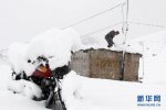 新疆哈密突降大雪景色很美 12日哈密迎來金秋首場大