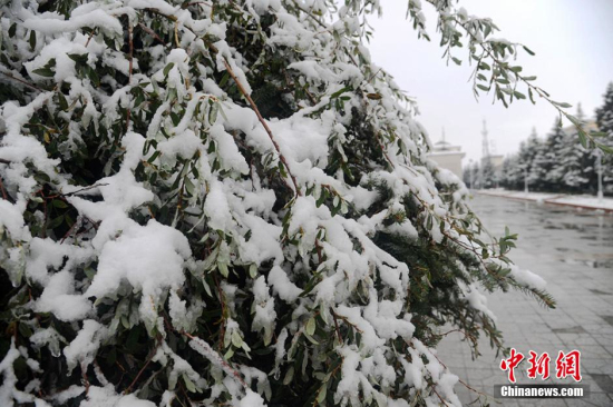 四川阿壩州紅原大草原下雪了