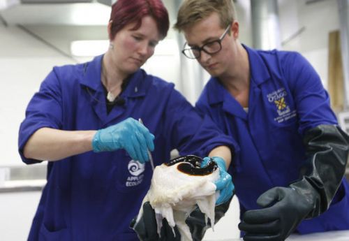 科學(xué)家在研究大王酸漿魷