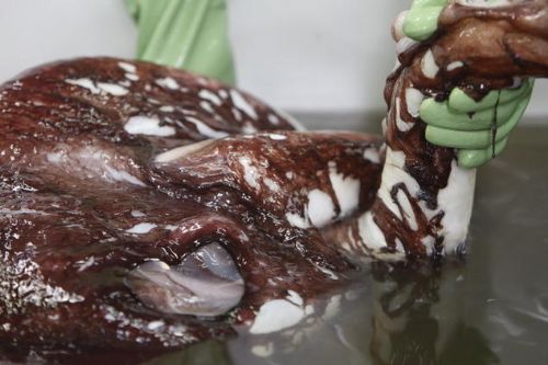 科學(xué)家在研究大王酸漿魷